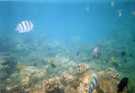 > Египет > Красное море  Подводный мир, расстояние 1-2-3 метра , прямо на пляже, ка