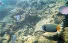  Египет  Красное море  Подводный мир, расстояние 1-2-3 метра , прямо на пляже, ка