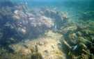 > Египет > Красное море  Подводный мир, расстояние 1-2-3 метра , прямо на пляже, ка