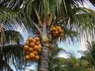  о. Маврикий  вот такие там кокосы